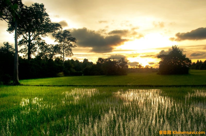 79_87a84-siem-reap-cambodia-rice-fields.jpg