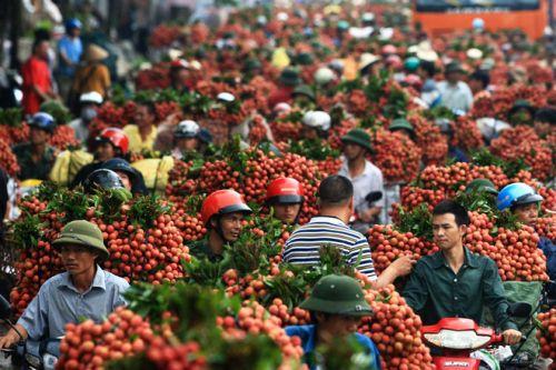 越南向逾30个国家出口8.7万吨荔枝，中国市场占大头-1.jpg