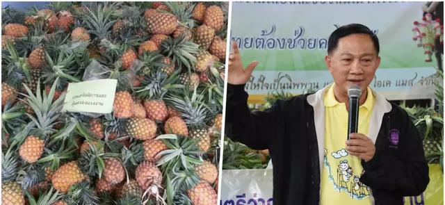 泰国：不抛弃每一个农户，购20吨滞销菠萝免费发给民众品尝-1.jpg