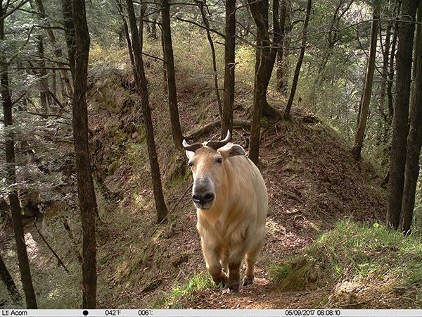 野生动物如何“荒野求生”？自然保护区红外相机摄影作品揭秘-1.jpg