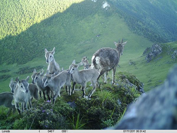 野生动物如何“荒野求生”？自然保护区红外相机摄影作品揭秘-3.jpg