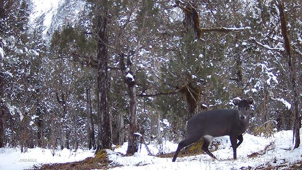 野生动物如何“荒野求生”？自然保护区红外相机摄影作品揭秘-4.jpg