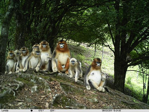 野生动物如何“荒野求生”？自然保护区红外相机摄影作品揭秘-2.jpg