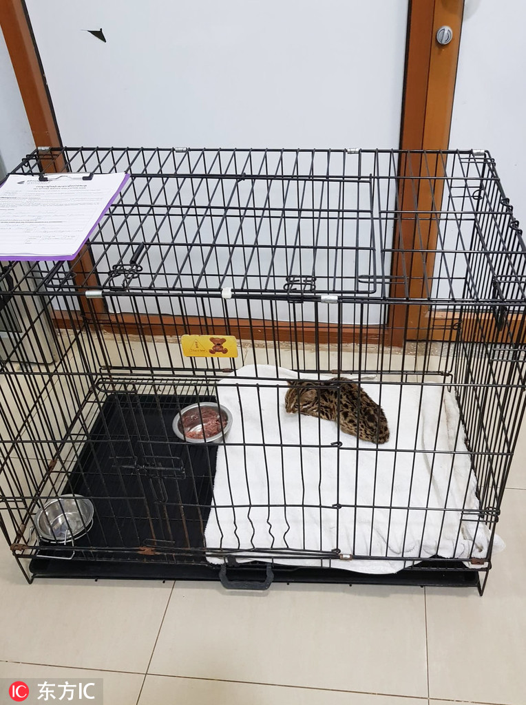 小贩路边卖猫肉, 法国医生救下罕见渔猫!-3.jpg