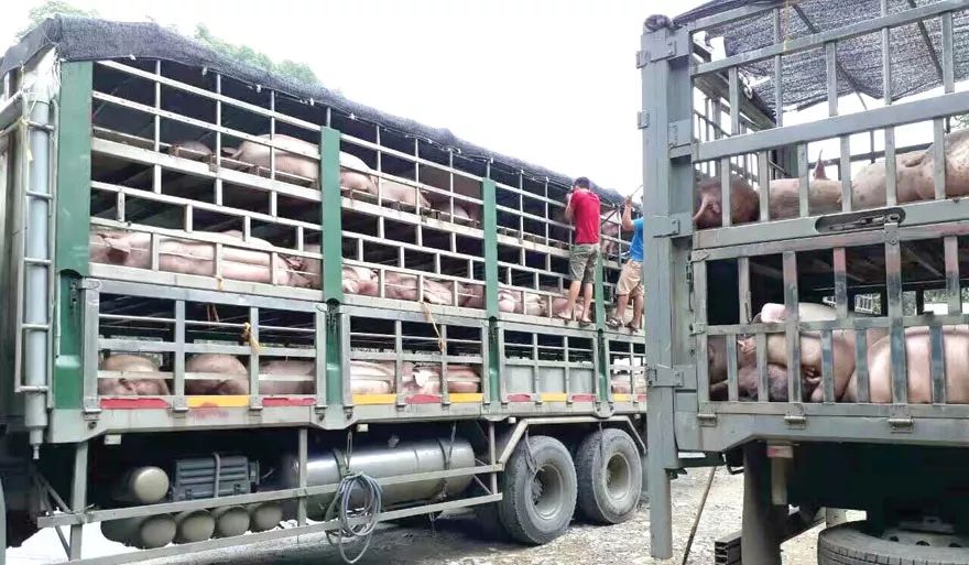 中国爆发“非洲猪流感”，柬埔寨严禁进口-1.jpg