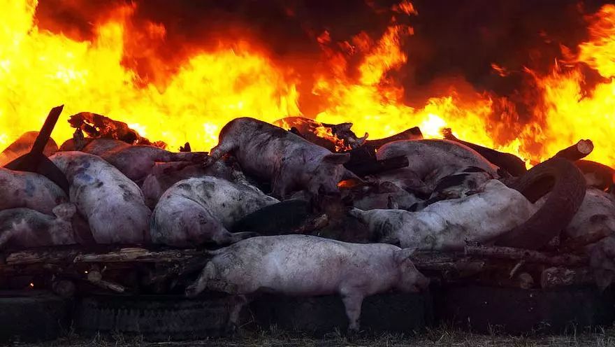 中国爆发“非洲猪流感”，柬埔寨严禁进口-3.jpg