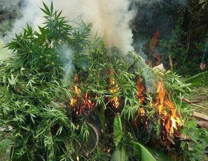 民众暗中种植大麻 警方火速行动捣毁-1.jpg