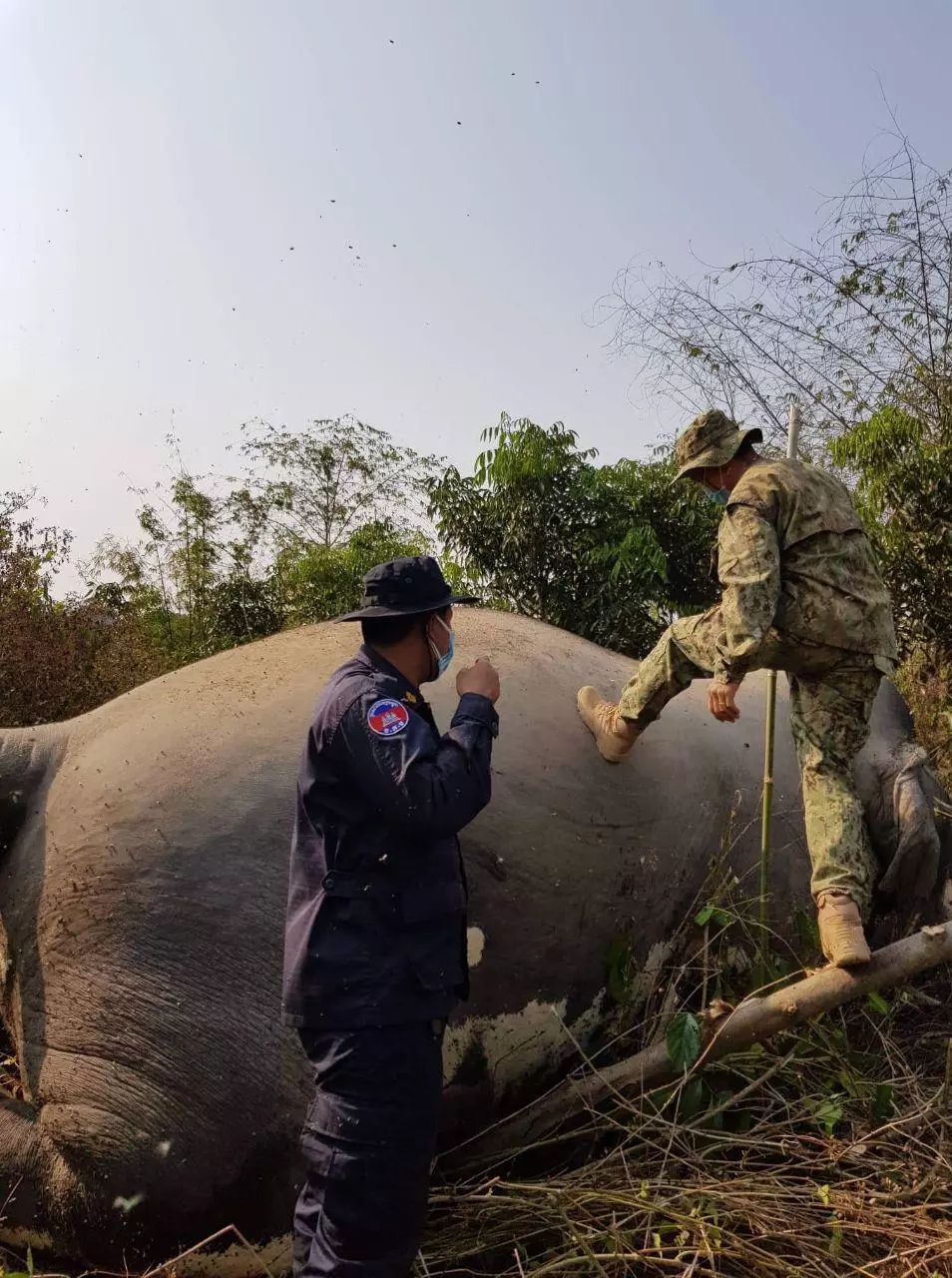 惨绝人寰！国宝大象遭不法之徒虐杀-2.jpg