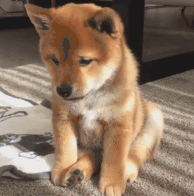 20190402_85851_1554223147633.gif