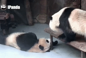 20190405_85851_1554475371448.gif