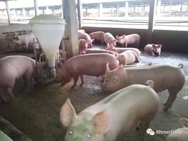 非洲猪瘟蔓延至柬埔寨    农业部下令销毁病猪-1.jpg