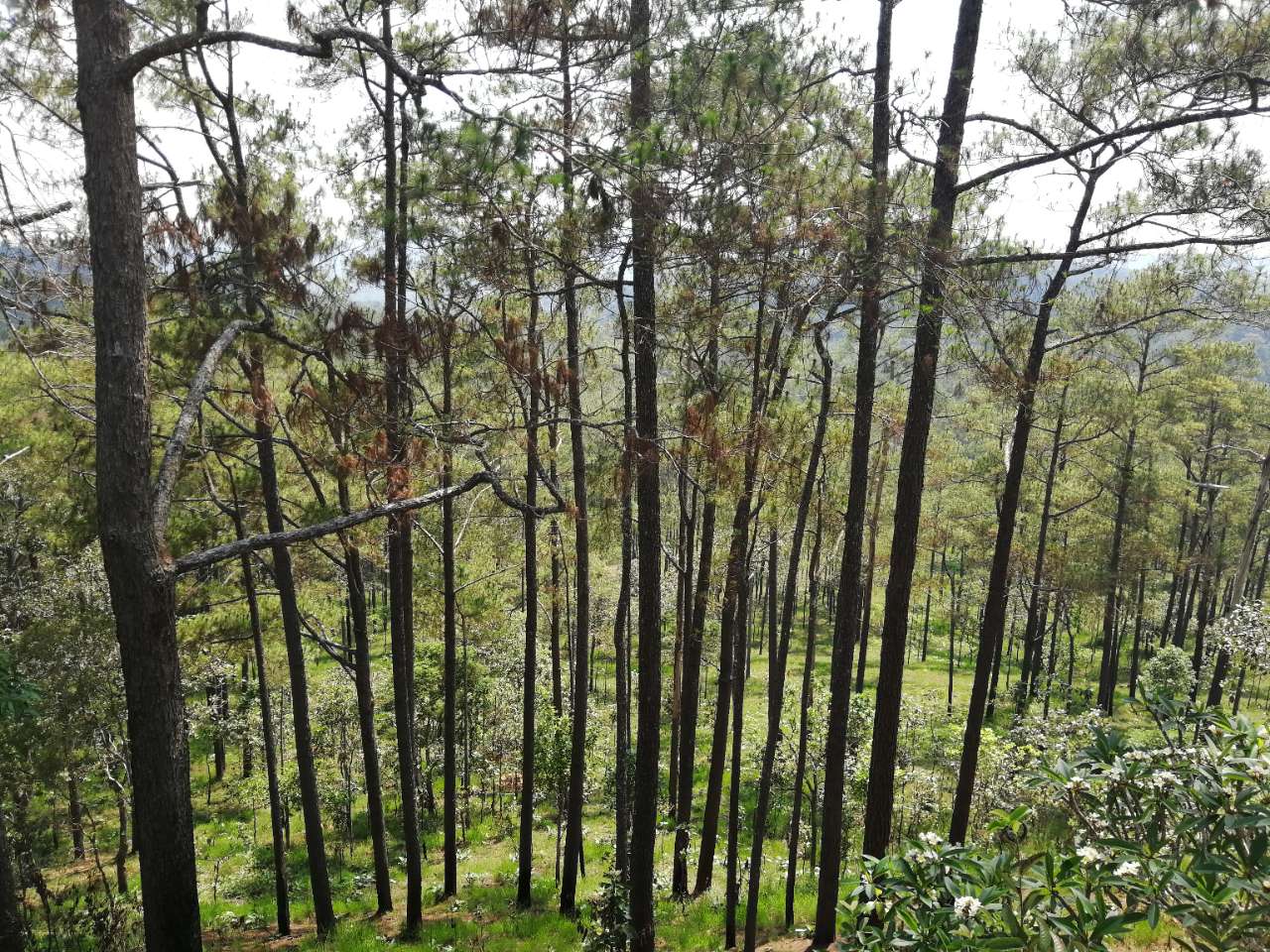 20190411_95054_1554984266317.jpg
