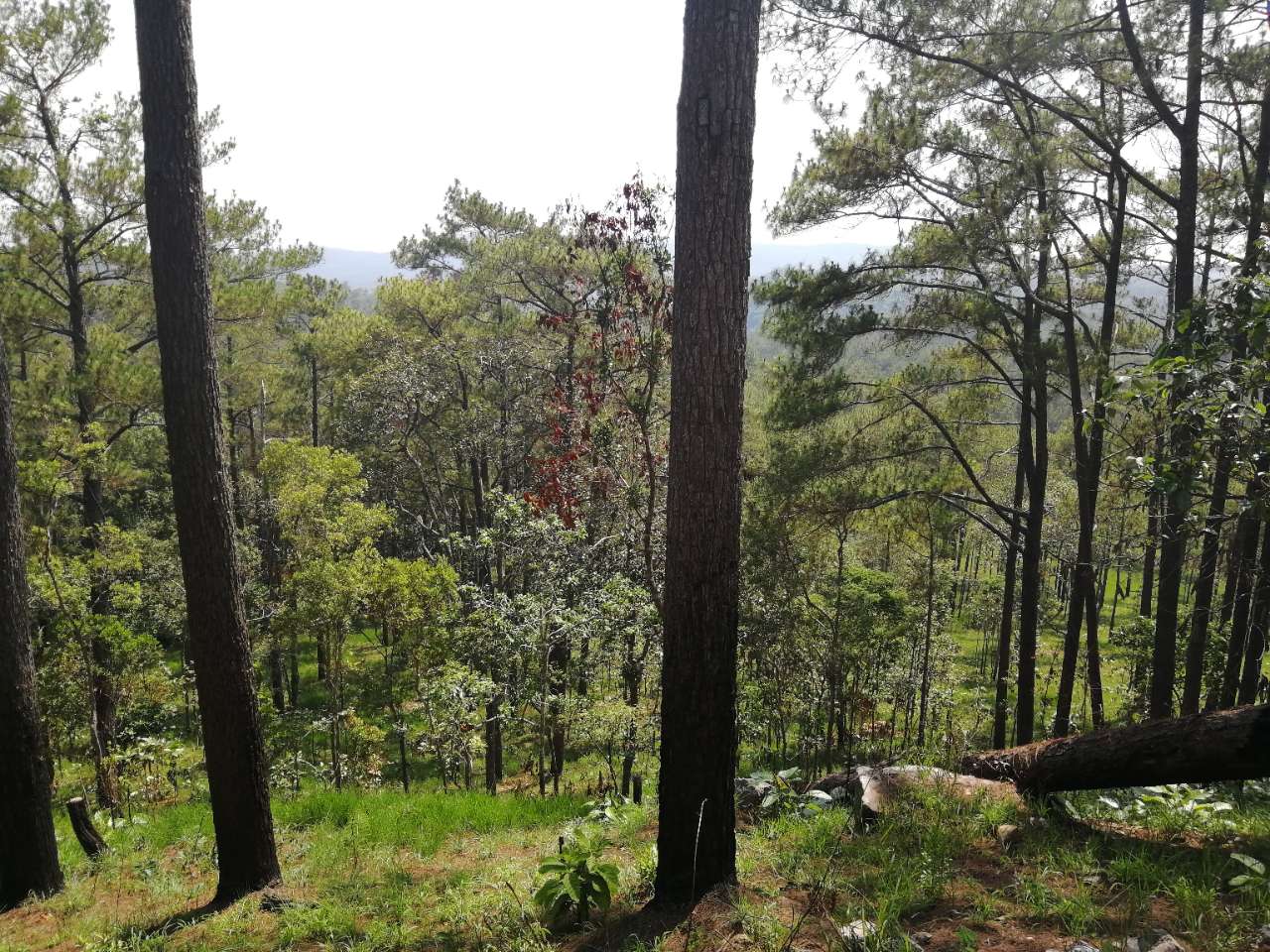 20190411_95054_1554984268079.jpg