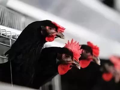 WeChat Image_20190421174658.jpg