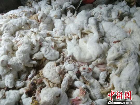 徐州村民翻盖新房放炮庆祝 吓死邻家万余只兔子被判赔44万-1.jpg