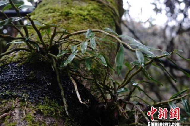 中国游客花80万在比利时买5克拉钻石 回国检测发现被骗-3.jpg