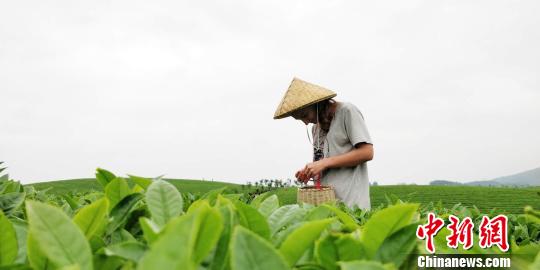 柬埔寨留学生体验贵州茶文化-3.jpg