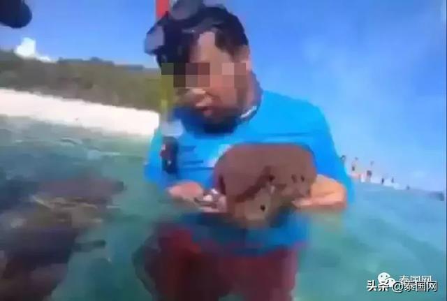 泰国男子抓海葵给中国游客观赏被骂！-2.jpg