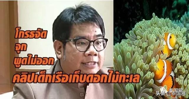 泰国男子抓海葵给中国游客观赏被骂！-1.jpg