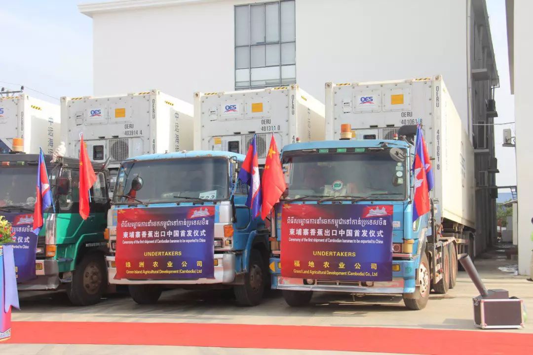 柬埔寨香蕉出口中国首发！-3.jpg