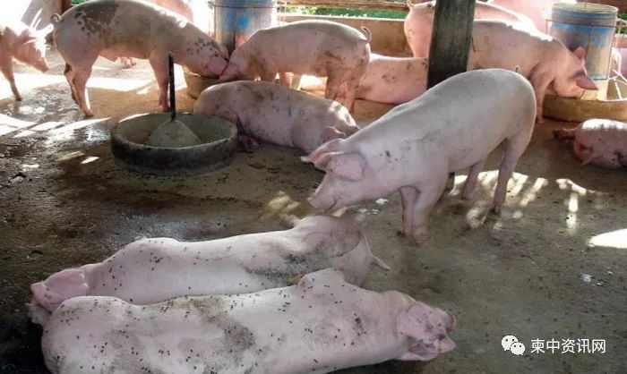 越南非洲豬瘟引发柬埔寨“猪肉荒”-1.jpg