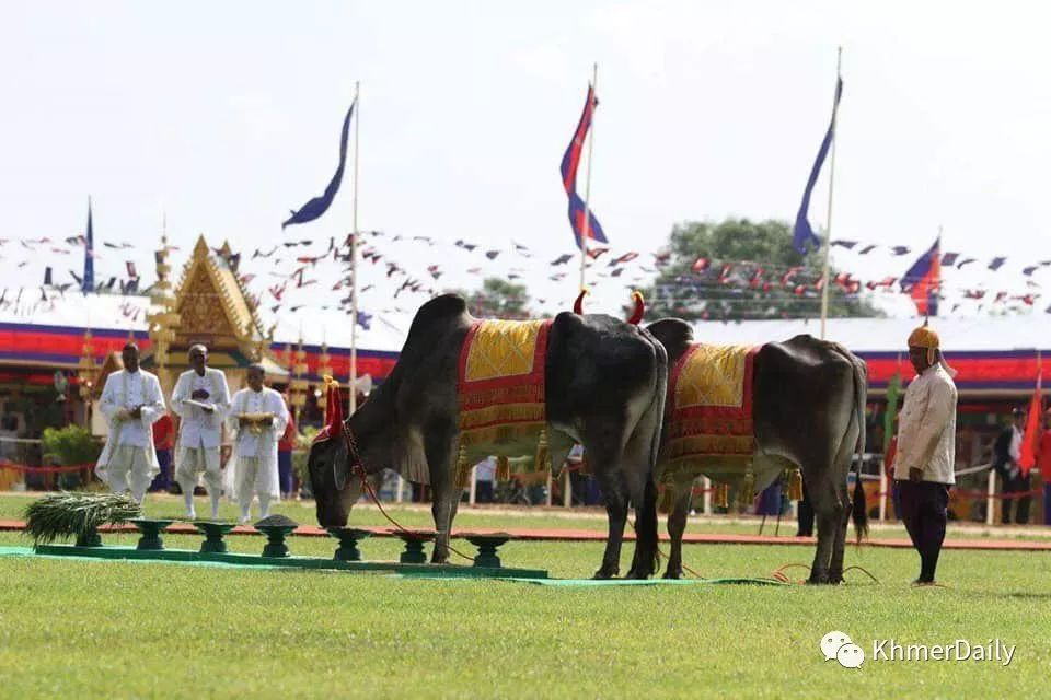 御耕节圣牛食用稻谷玉米绿豆   预示五谷丰登-5.jpg