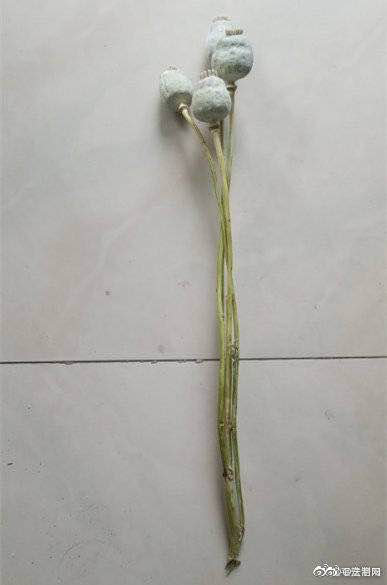 女子发朋友圈配罂粟照片：来抓我呀！ 民警：来了老弟-2.jpg