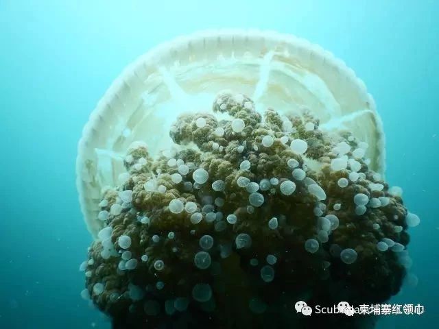 在柬潜水如何装X成大师，摆脱小学生式的浮潜！-6.jpg