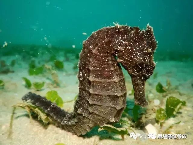 在柬潜水如何装X成大师，摆脱小学生式的浮潜！-3.jpg