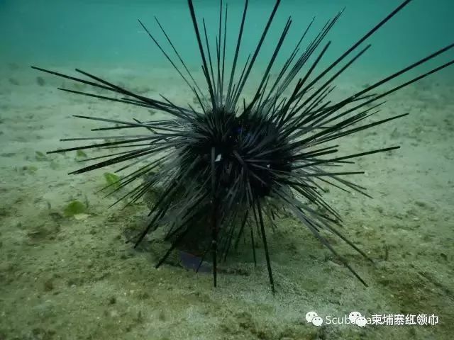 在柬潜水如何装X成大师，摆脱小学生式的浮潜！-4.jpg