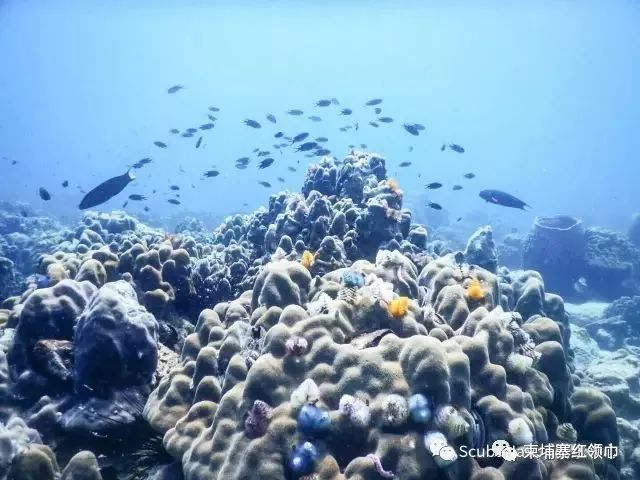 在柬潜水如何装X成大师，摆脱小学生式的浮潜！-19.jpg