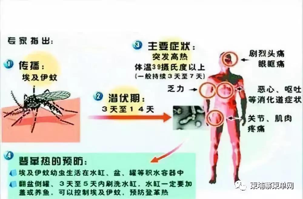 登革热是登革病毒经蚊媒传播引起的急性虫媒传染病,有季节性,一般