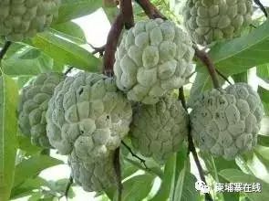 柬埔寨水果、你被宰过多少-3.jpg
