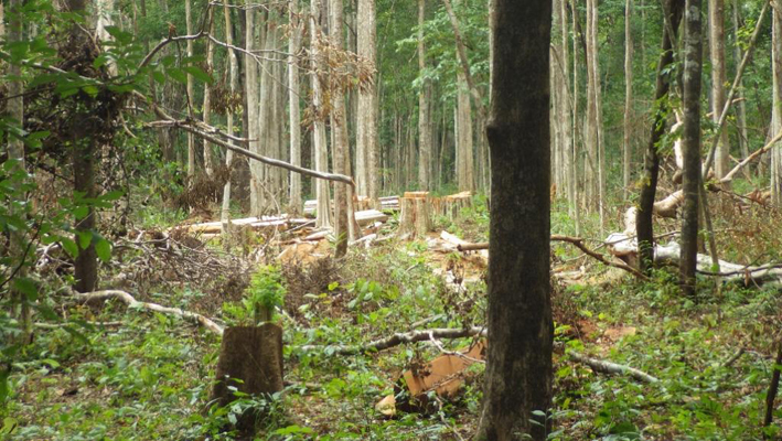 5月林业总收入达90万美元-1.jpg