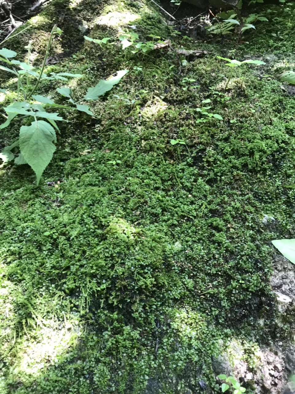 20190627_125443_1561646375154.jpg