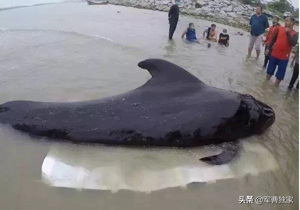 为什么上海这么急着垃圾分类？-33.jpg