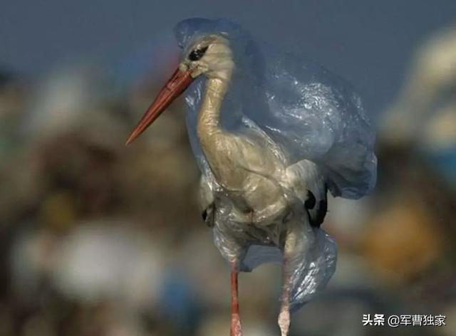 为什么上海这么急着垃圾分类？-41.jpg
