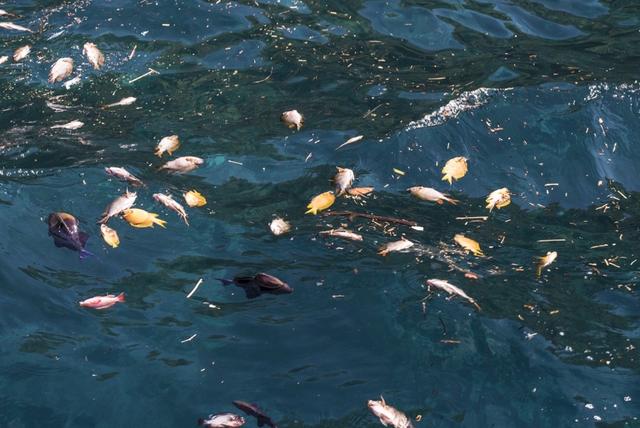 中国游客去马来潜水被炸死！当地渔民竟在水下放炸弹…-10.jpg