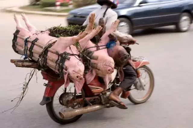 柬埔寨人把摩托车发挥到了“人车合一“的极致！-12.jpg