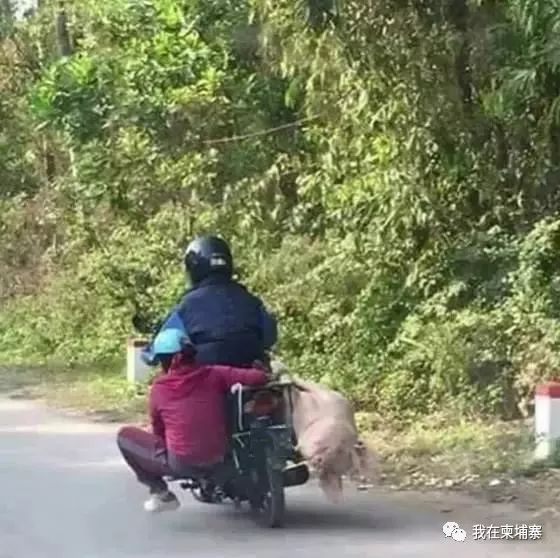 柬埔寨人把摩托车发挥到了“人车合一“的极致！-11.jpg