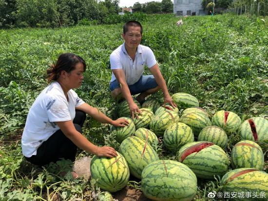 农户家上千斤西瓜一夜之间被砍烂-1.jpg