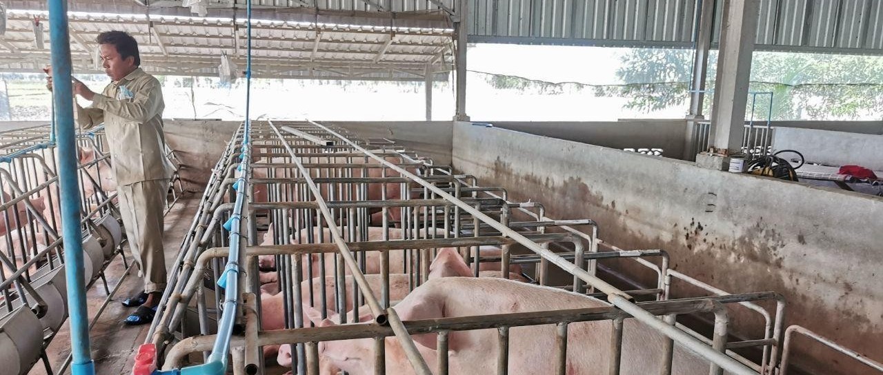 非洲猪瘟在柬已造成近3000头猪死亡-1.jpg