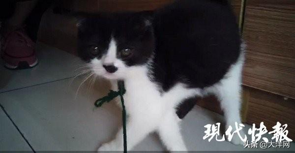 女子抱走路边一只猫，结果被刑拘-1.jpg