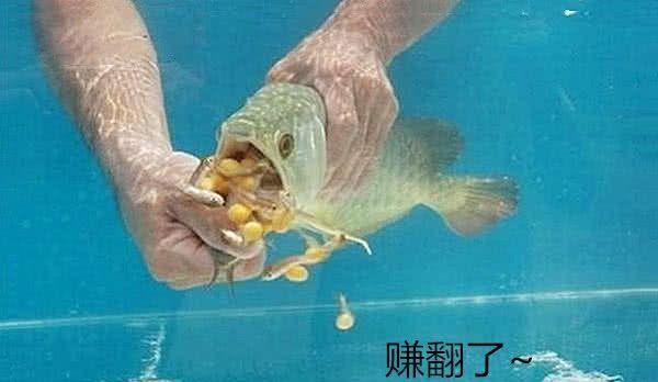 高价买的金龙鱼不吃不喝，男子正着急，捞起来一看直呼赚翻了-2.jpg