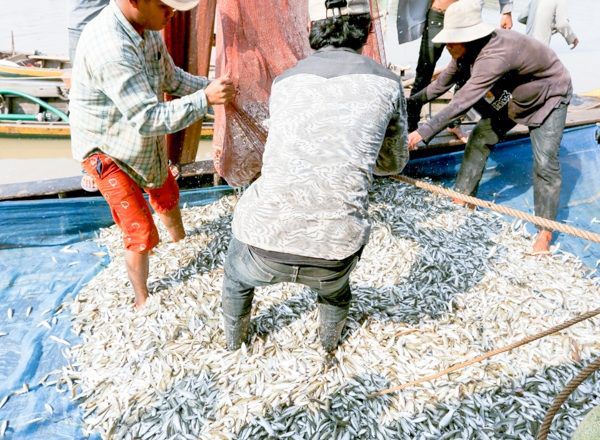 柬埔寨今年渔业产量增加，再次刷新渔业界“两最”记录-1.jpg