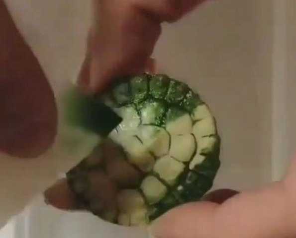 菜市买了只翡翠乌龟，说是难得一见，回家纸巾一擦主人懵了-3.jpg