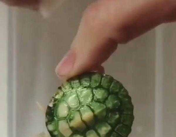 菜市买了只翡翠乌龟，说是难得一见，回家纸巾一擦主人懵了-2.jpg