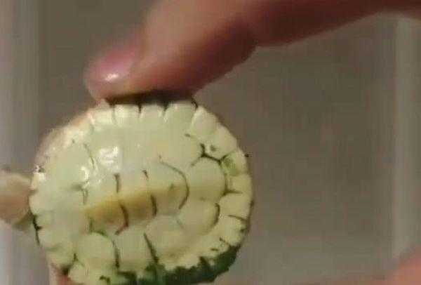 菜市买了只翡翠乌龟，说是难得一见，回家纸巾一擦主人懵了-4.jpg