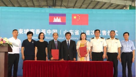 柬埔寨水果进山东！首批300吨香蕉抵青上市-2.jpg