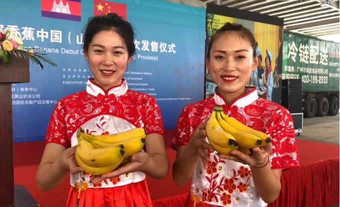 柬埔寨水果进山东！首批300吨香蕉抵青上市-1.jpg